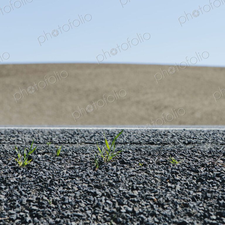 Close up of weeds growing on the roadside, and a view to farmland, near Pullman, in…