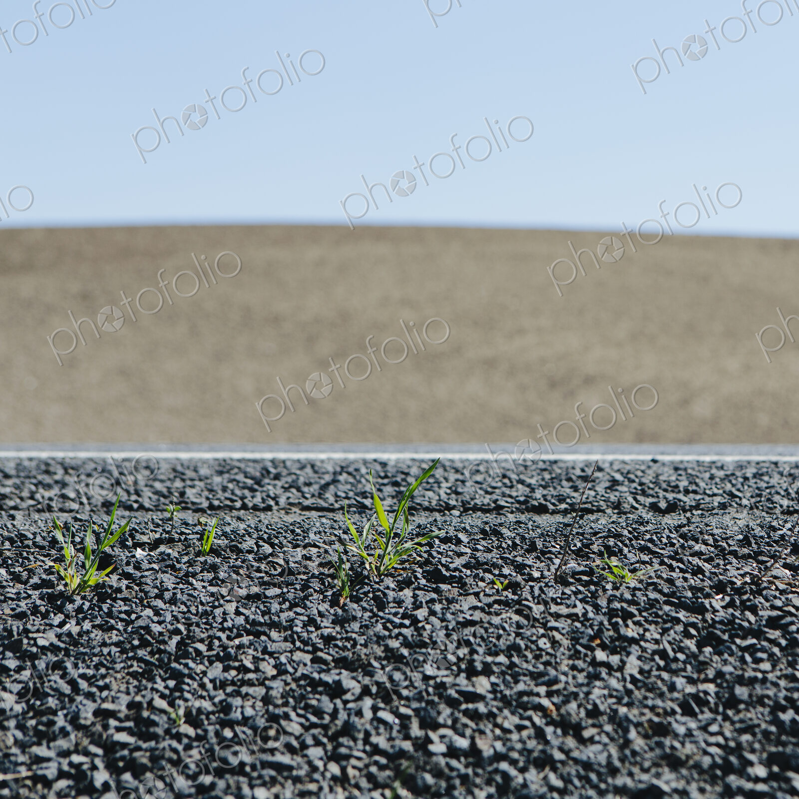 Close up of weeds growing on the roadside, and a view to farmland, near Pullman, in…
