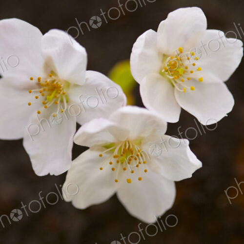 Close up of white Japanese Cherry Blossoms. Close up of white Japanese Cherry Blossoms.
