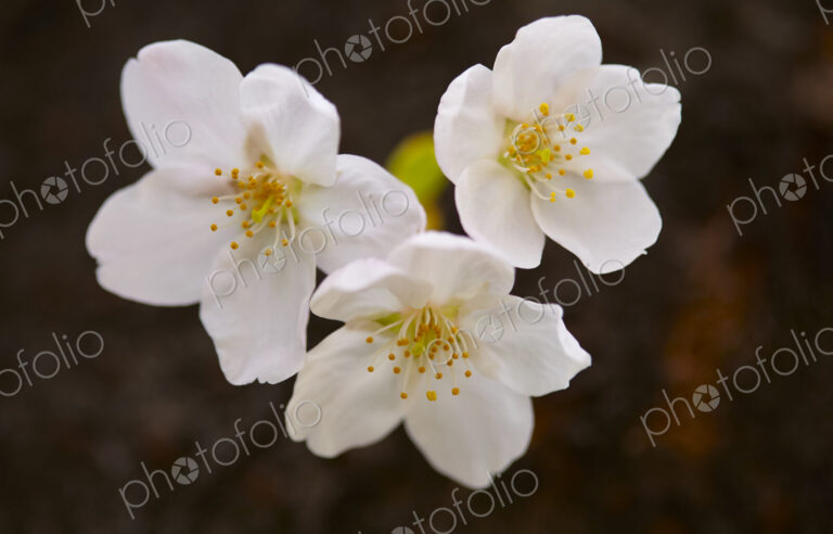 Close up of white Japanese Cherry Blossoms.