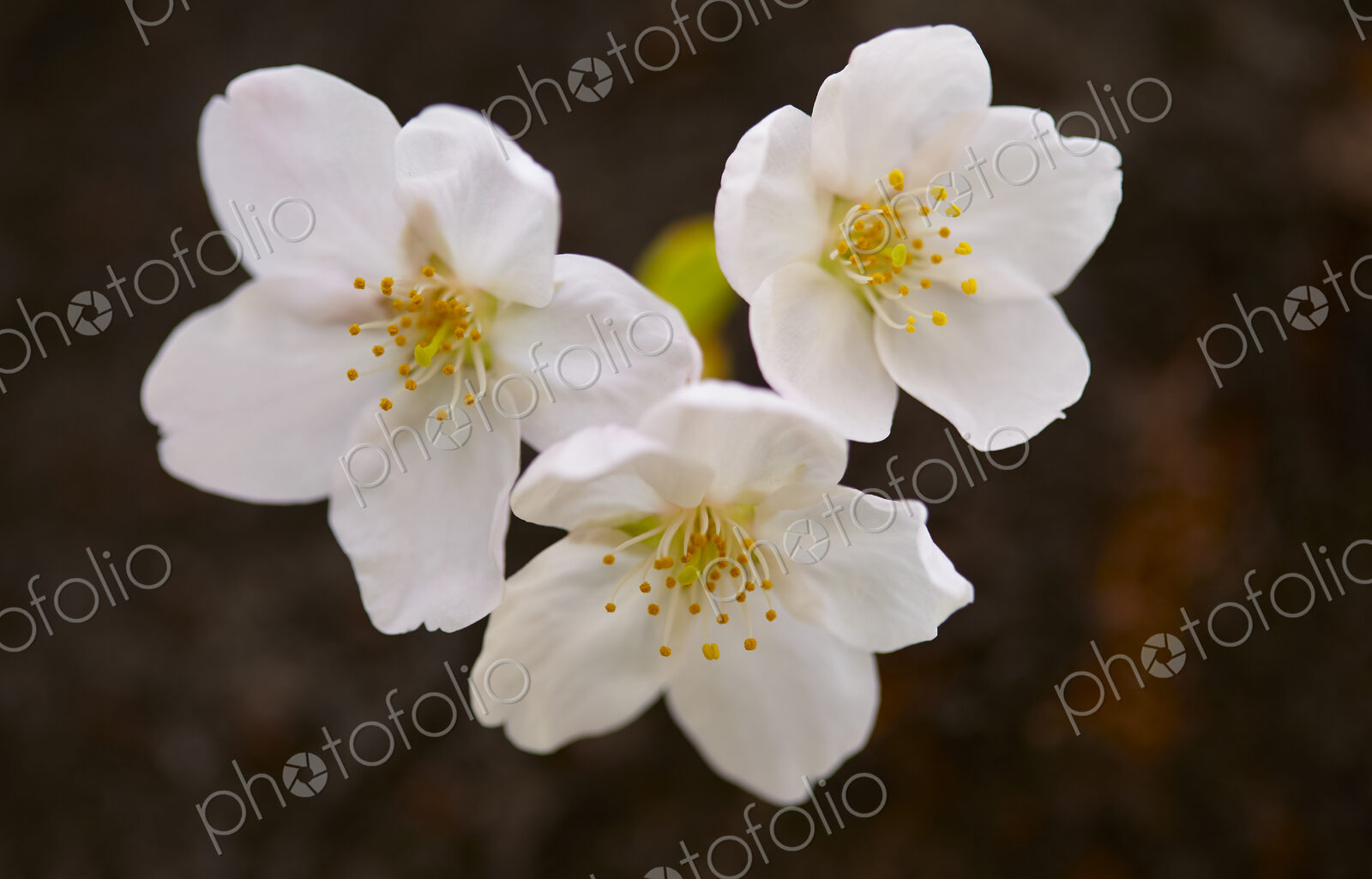 Close up of white Japanese Cherry Blossoms.