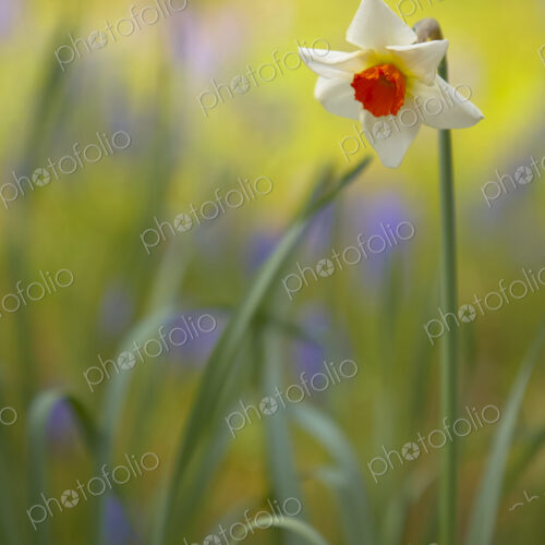 Close up of white and orange Daffodil. Close up of white and orange Daffodil.