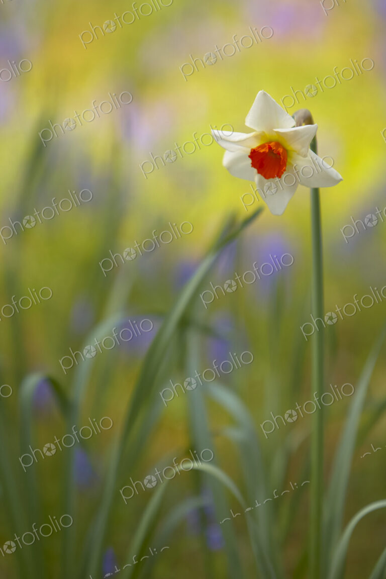 Close up of white and orange Daffodil.