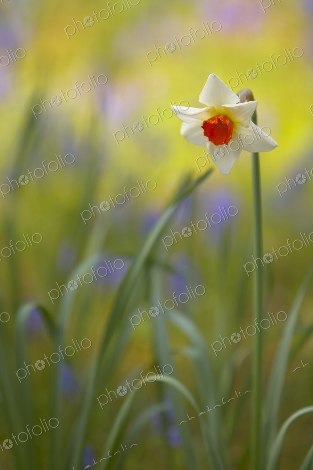 Close up of white and orange Daffodil.