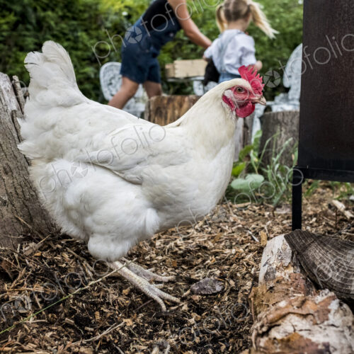 Close up of white chicken in a garden, people in the background. Close up of white chicken in a garden, people in the background.