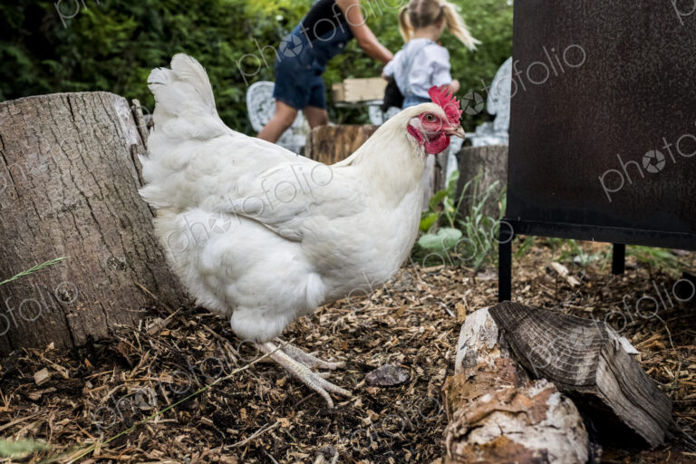 Close up of white chicken in a garden, people in the background.