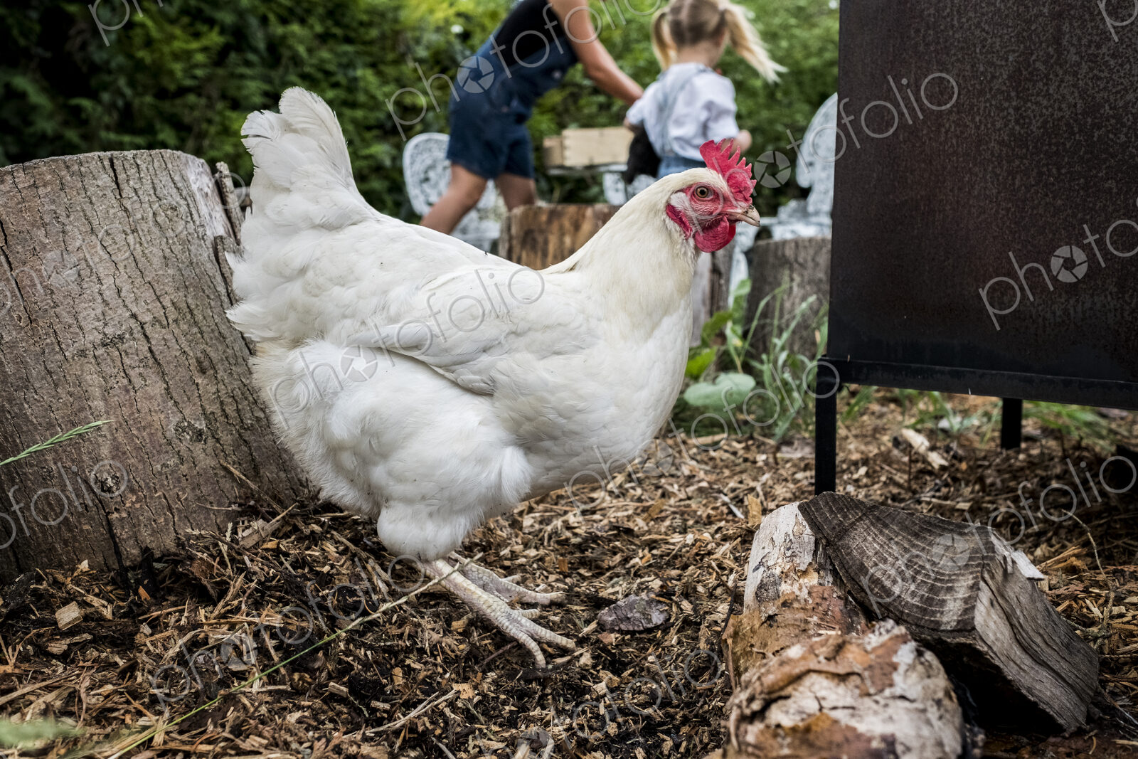 Close up of white chicken in a garden, people in the background.