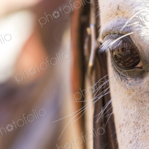 Close up of white horses eye and lashes. Close up of white horses eye and lashes.