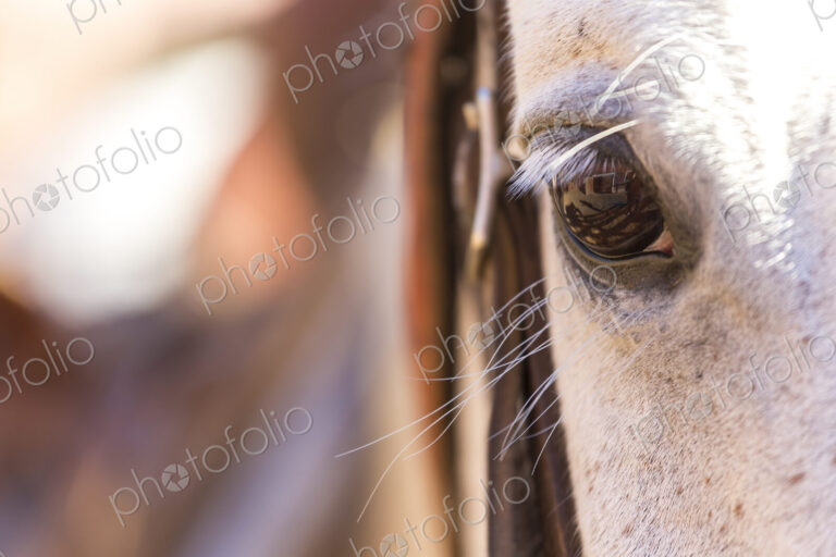 Close up of white horses eye and lashes.