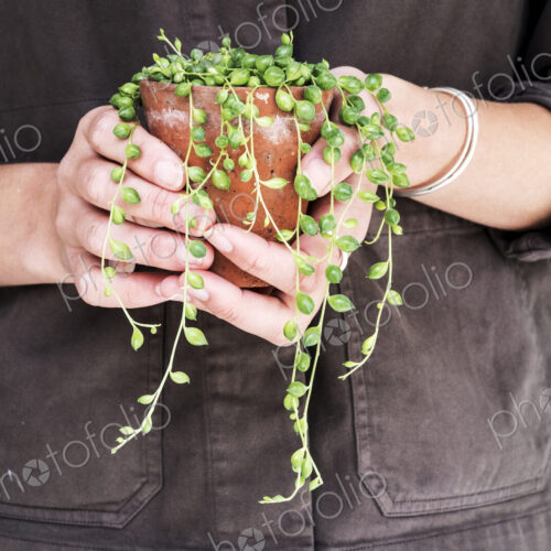 Close up of woman holding String of Pearls plant in terracotta pot. Close up of woman holding String of Pearls plant in terracotta pot.