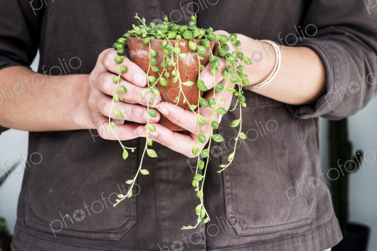 Close up of woman holding String of Pearls plant in terracotta pot.