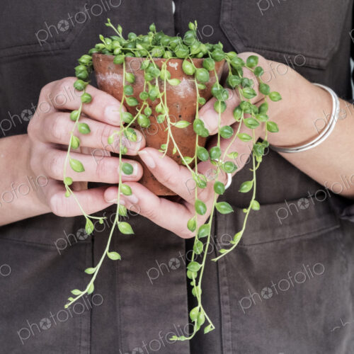 Close up of woman holding String of Pearls plant in terracotta pot. Close up of woman holding String of Pearls plant in terracotta pot.