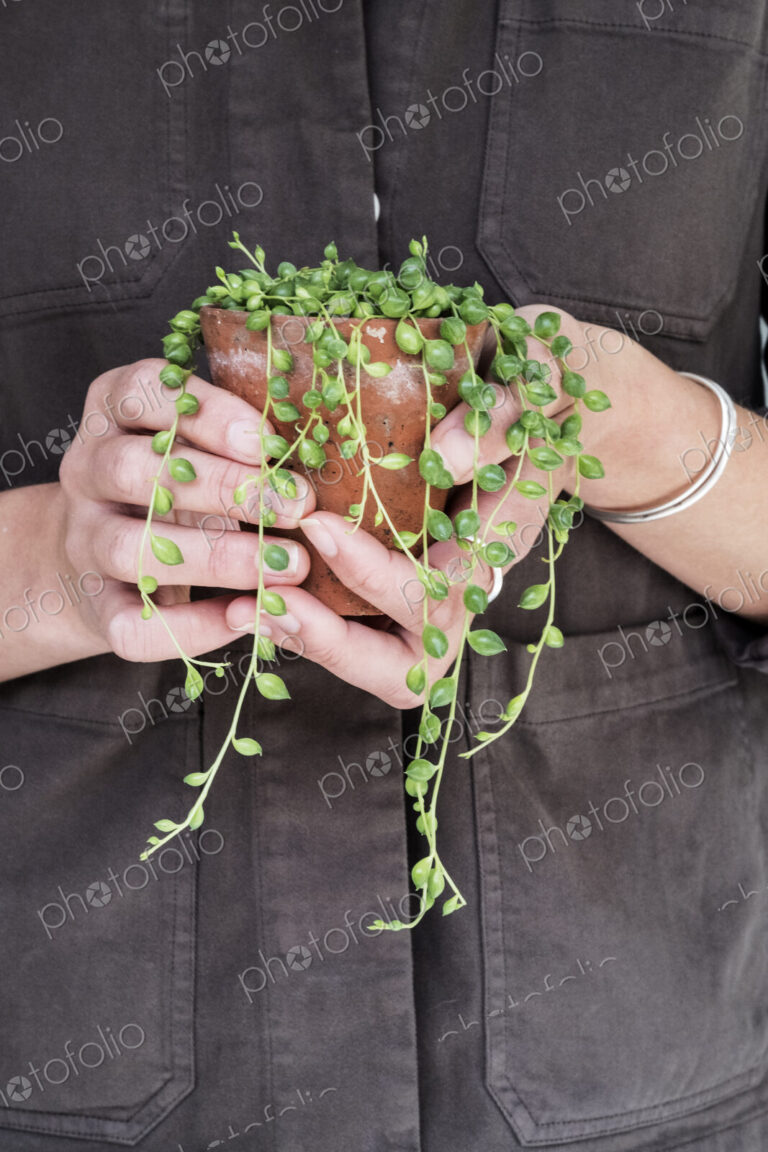 Close up of woman holding String of Pearls plant in terracotta pot.