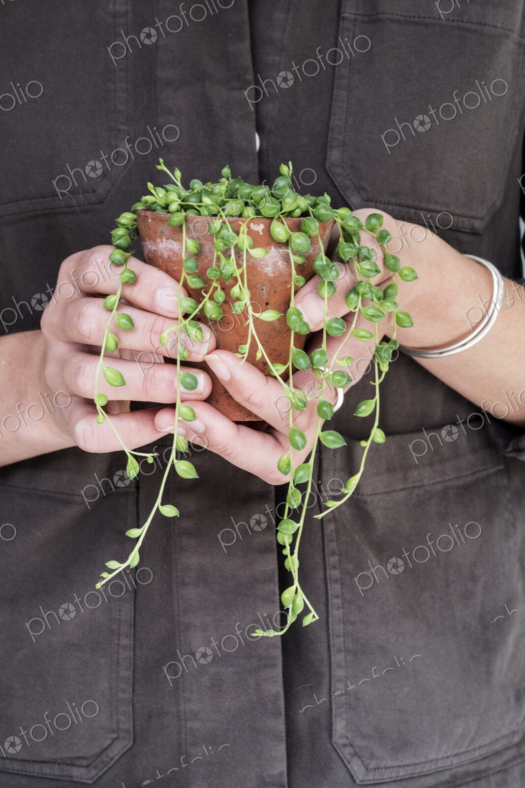 Close up of woman holding String of Pearls plant in terracotta pot.