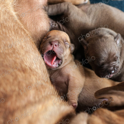 Close up of yawning newborn puppy laying with mother