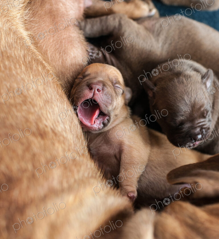 Close up of yawning newborn puppy laying with mother