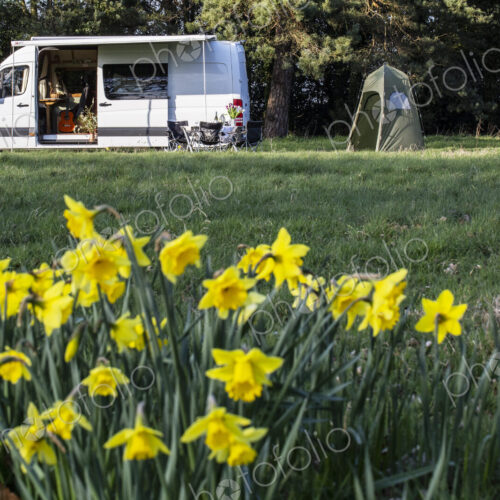 Close up of yellow daffodils in spring, camper van parked in the distance.
