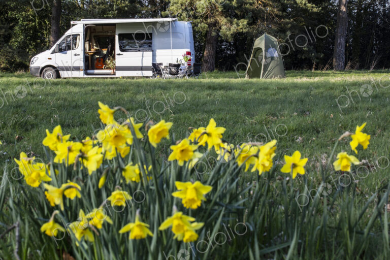 Close up of yellow daffodils in spring, camper van parked in the distance.