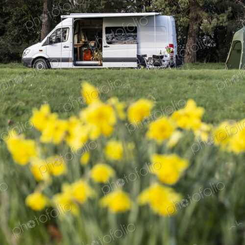 Close up of yellow daffodils in spring, camper van parked in the distance.