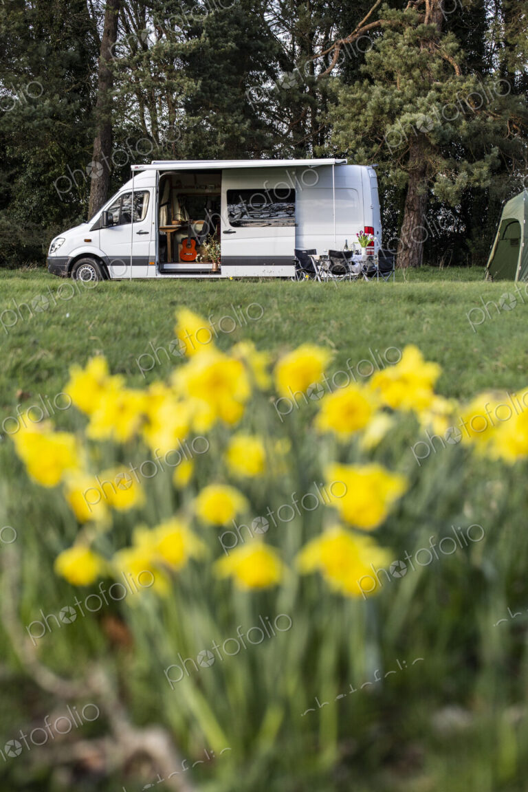 Close up of yellow daffodils in spring, camper van parked in the distance.