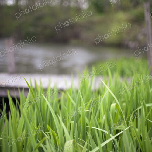 Close up surface view of lush grass by a lake or stream, in the countryside. Close up surface view of lush grass by a lake or stream, in the countryside.