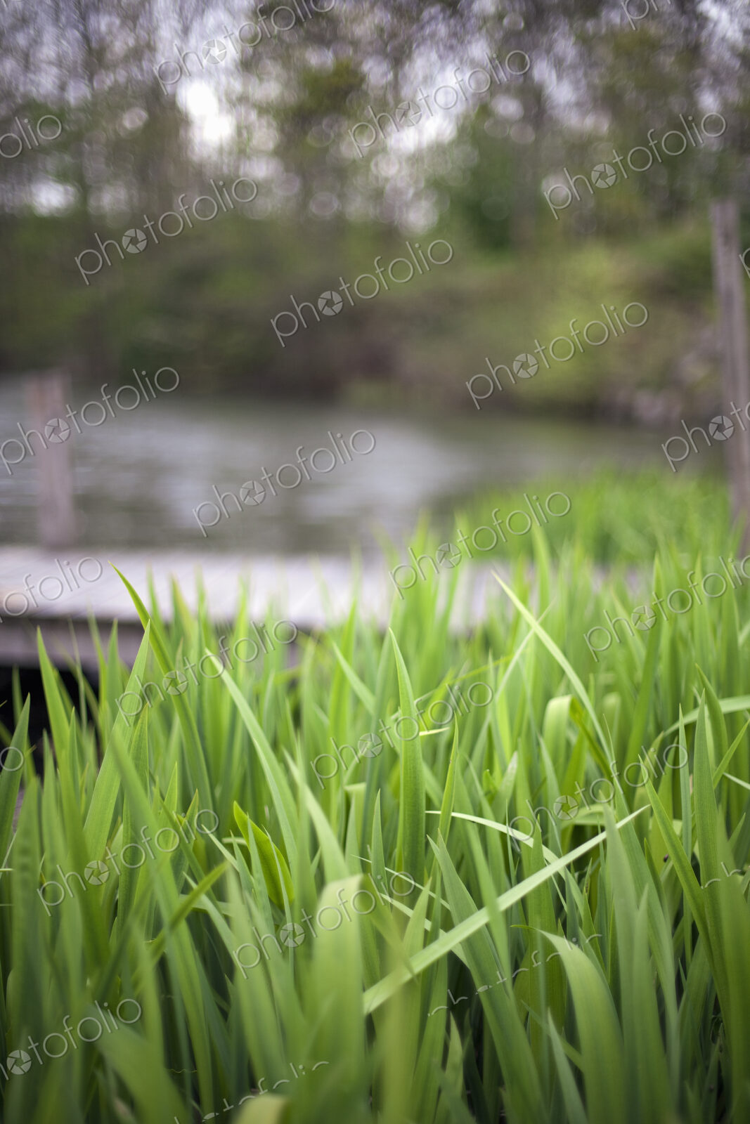 Close up surface view of lush grass by a lake or stream, in the countryside.