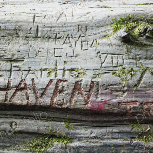 Closes up of names carved in redwood log