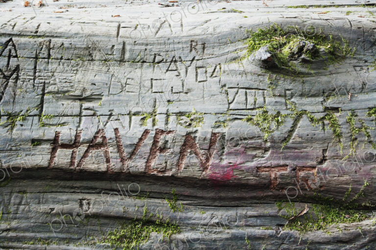 Closes up of names carved in redwood log