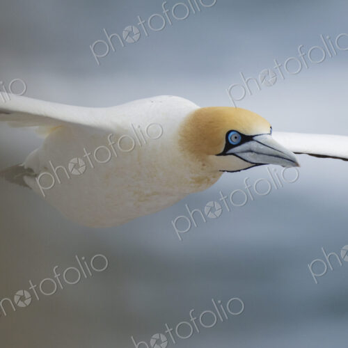 Closeup of a Cape Gannet in Flight in the air above Lambert’s Bay, Western Cape Province Closeup of a Cape Gannet in Flight in the air above Lambert’s Bay, Western Cape Province