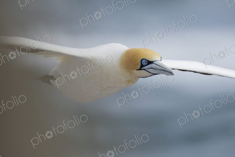 Closeup of a Cape Gannet in Flight in the air above Lambert’s Bay, Western Cape Province