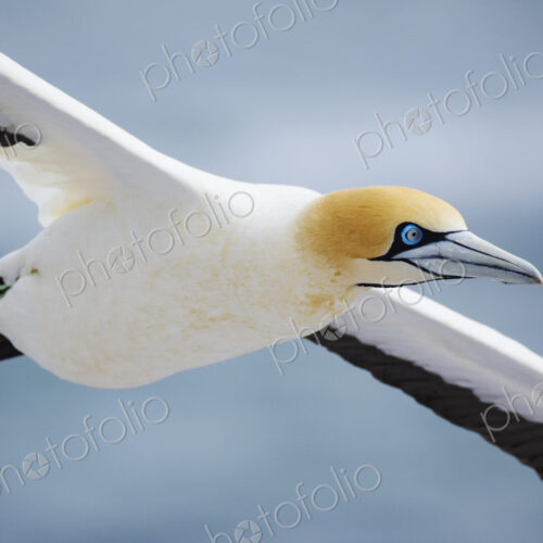 Closeup of a Cape Gannet in Flight in the air above Lambert's Bay Closeup of a Cape Gannet in Flight in the air above Lambert's Bay