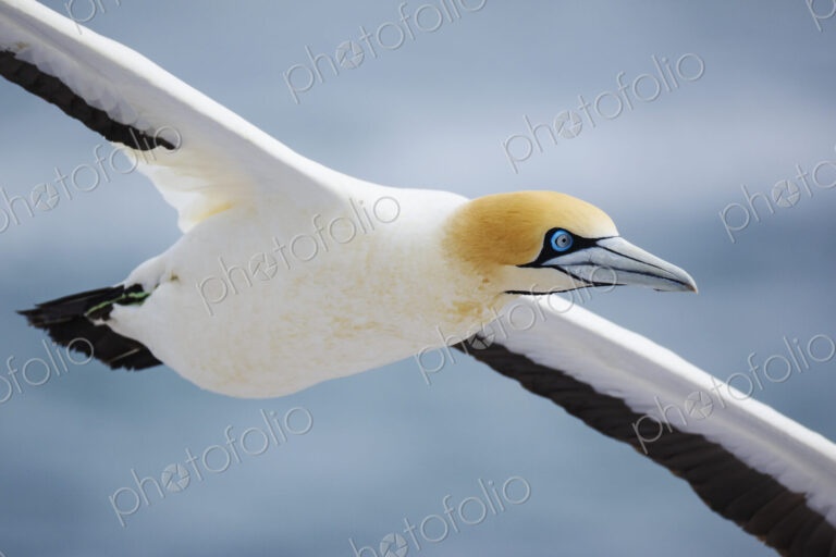 Closeup of a Cape Gannet in Flight in the air above Lambert's Bay