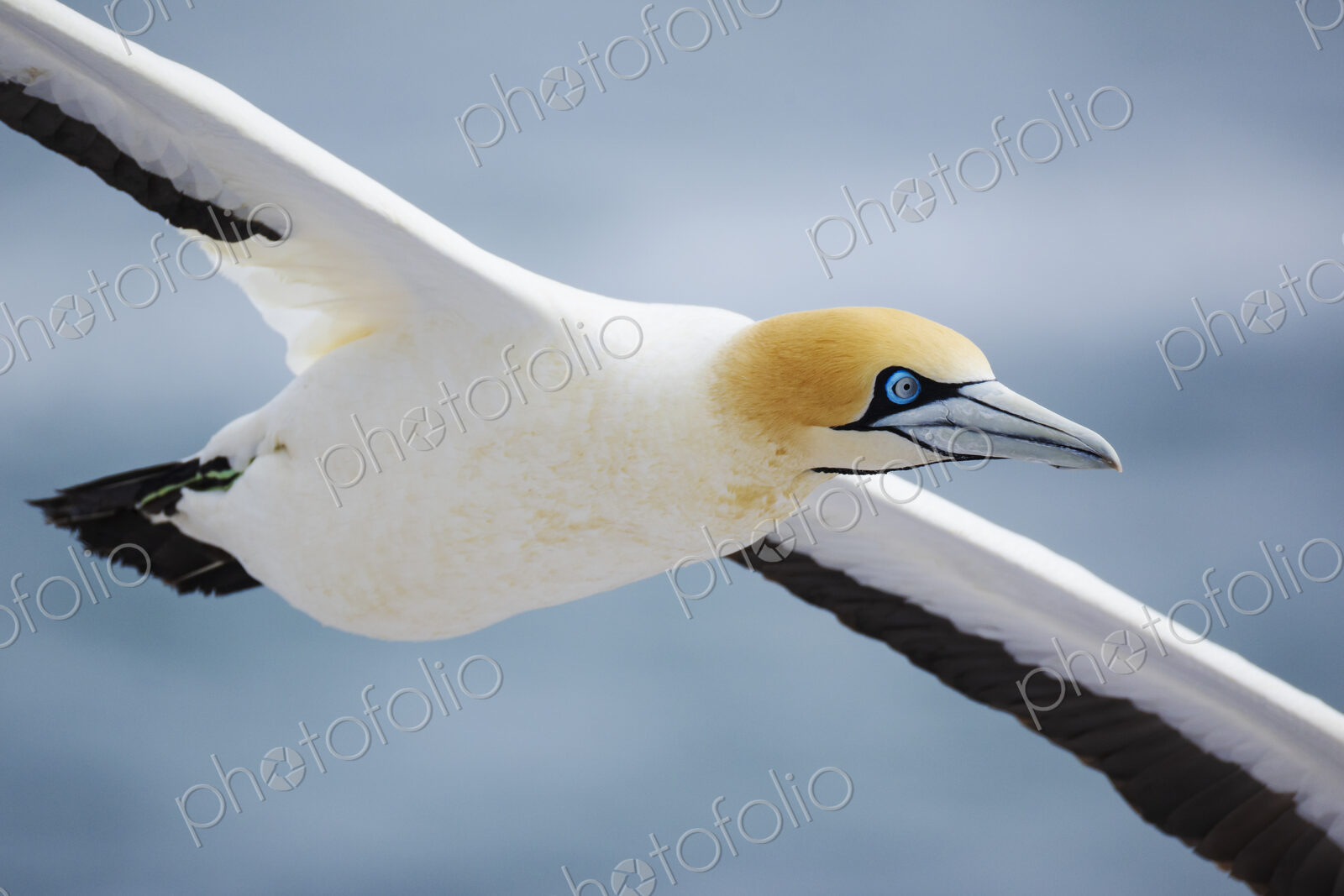 Closeup of a Cape Gannet in Flight in the air above Lambert’s Bay