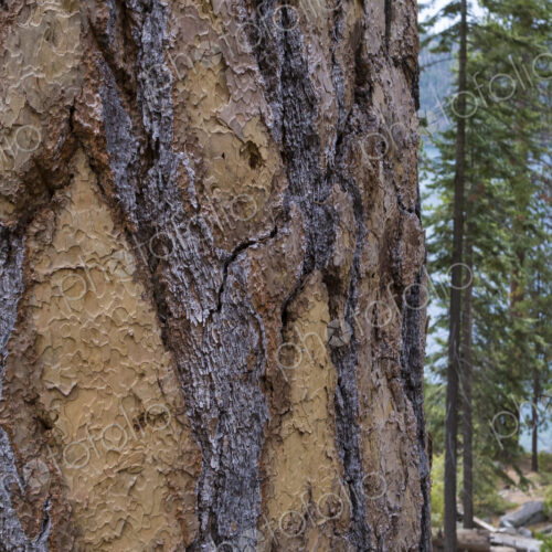 Closeup of old growth Jeffrey pine tree and bark, High Sierra, Lake Tahoe, CA, USA Closeup of old growth Jeffrey pine tree and bark, High Sierra, Lake Tahoe, CA, USA
