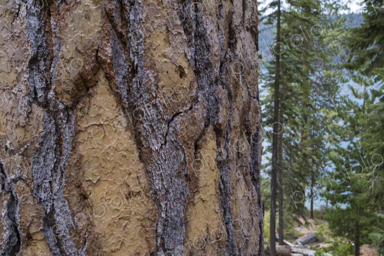 Closeup of old growth Jeffrey pine tree and bark, High Sierra, Lake Tahoe, CA, USA