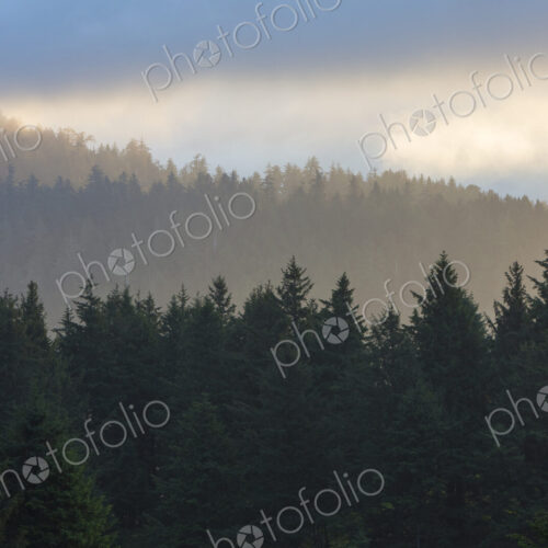 Coastal forest at dusk, Oregon