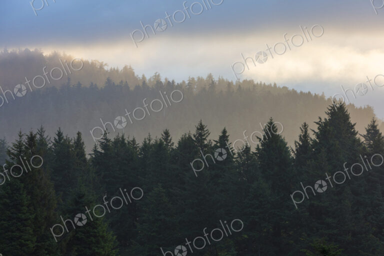 Coastal forest at dusk, Oregon