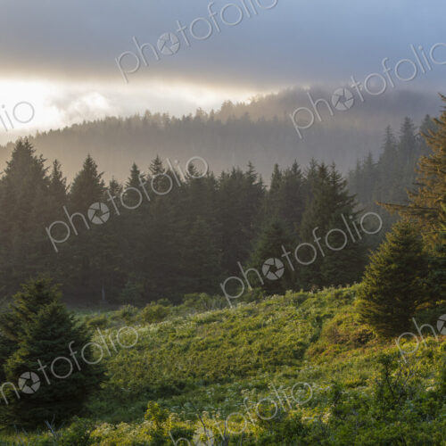 Coastal forest at dusk, Oregon