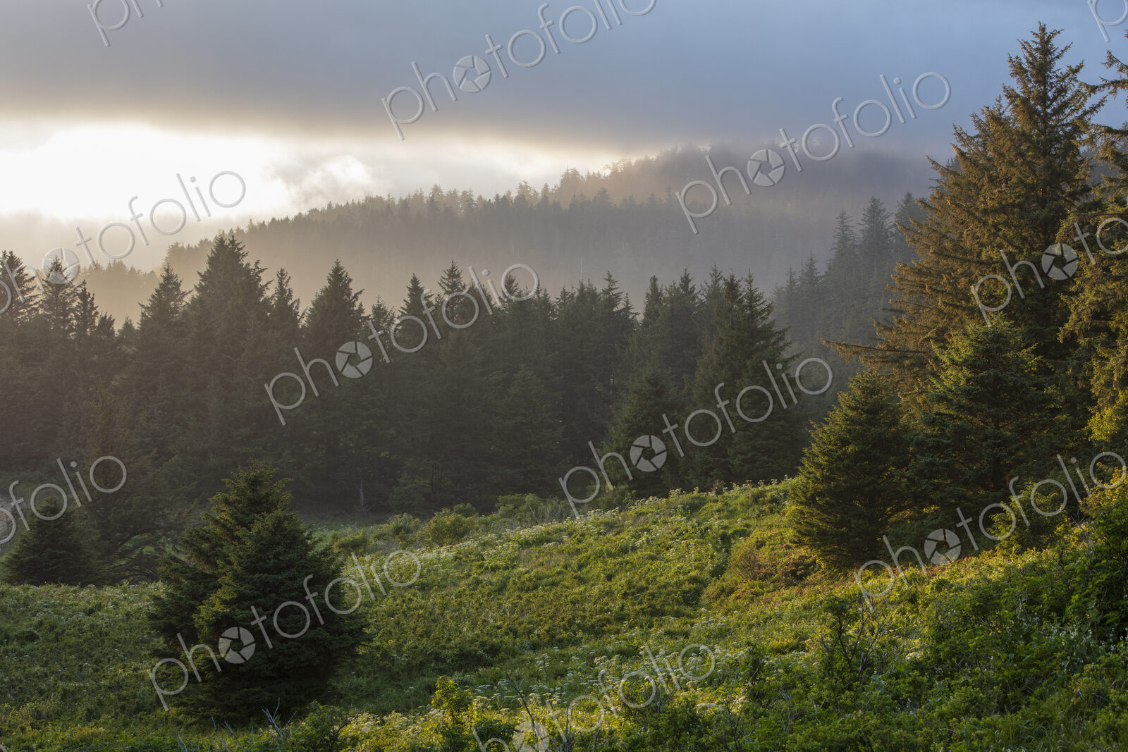 Coastal forest at dusk, Oregon