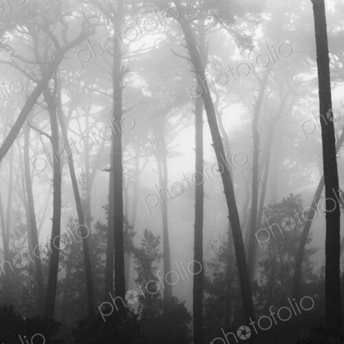 Coastal mist softens the graceful lines of Monterey pines. They are part of a larger… Coastal mist softens the graceful lines of Monterey pines. They are part of a larger…
