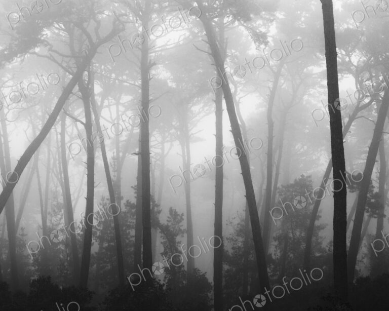Coastal mist softens the graceful lines of Monterey pines. They are part of a larger…
