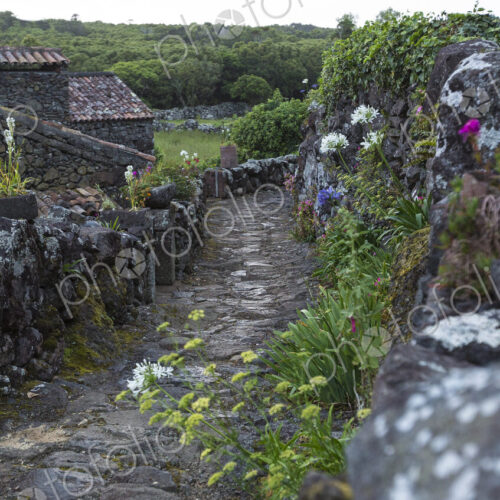 Cobblestone walkway in rural village