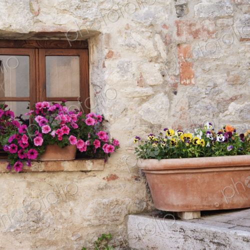 Colorful Flowers in Window Flower Box Colorful Flowers in Window Flower Box