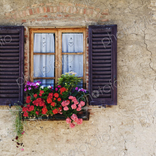Colorful Flowers in Window Flower Box Colorful Flowers in Window Flower Box