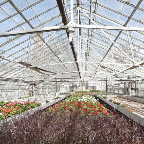 Colorful Geraniums in a Greenhouse