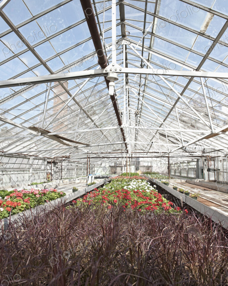 Colorful Geraniums in a Greenhouse