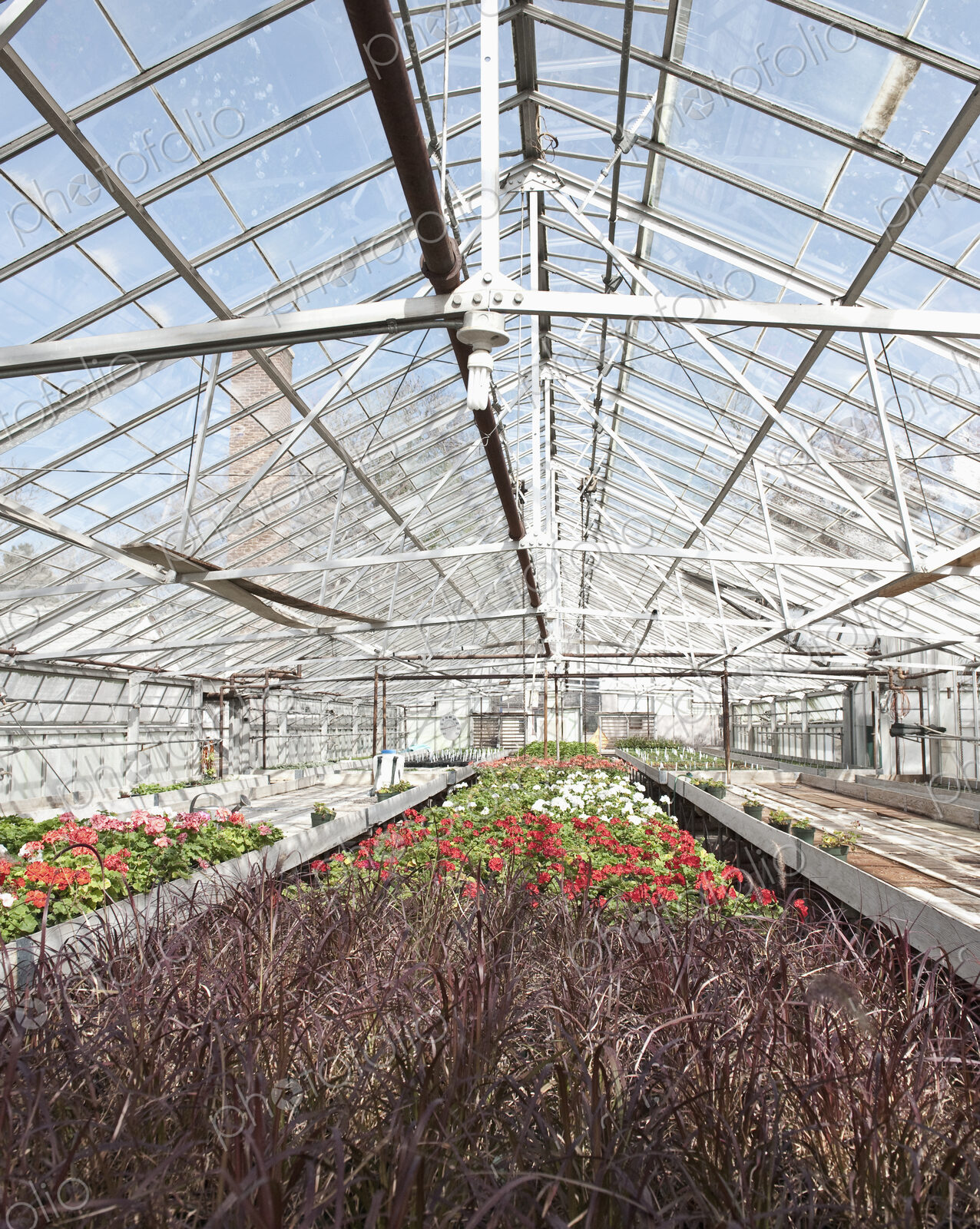 Colorful Geraniums in a Greenhouse