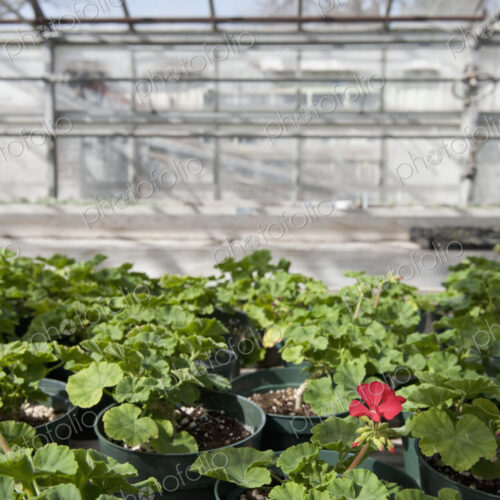 Colorful Geraniums in a Greenhouse