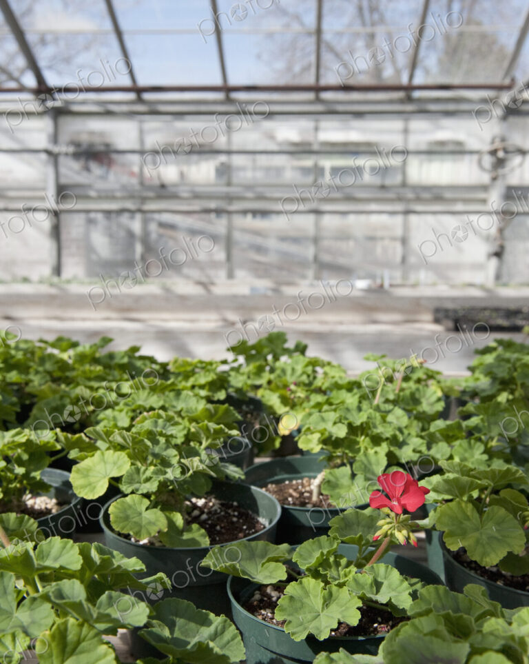 Colorful Geraniums in a Greenhouse