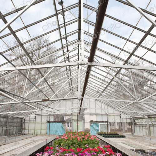 Colorful Geraniums in a Greenhouse